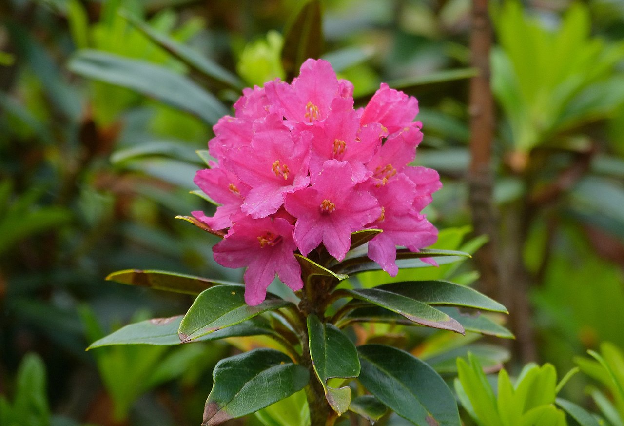 Boix Mare De Déu-pentecosteres- (rhododendron_ferrugineum)