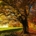 Autumn-779827_960_720