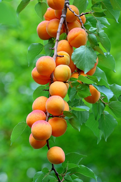 Apricots-6396524_960_720